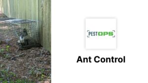 A raccoon captured in a live trap, demonstrating wildlife control services by Pest-Ops in Knoxville, TN.