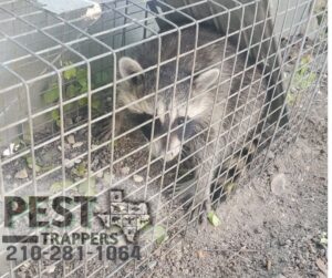 A raccoon captured inside a live trap, demonstrating wildlife removal services by Pest Trappers in San Antonio, TX.
