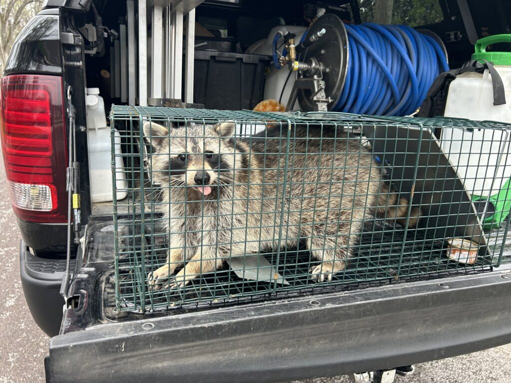 A raccoon captured in a live trap in the back of a Reliable Pest Management truck for wildlife removal in Springfield, MO.