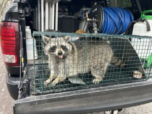 A raccoon captured in a live trap in the back of a Reliable Pest Management truck for wildlife removal in Springfield, MO.