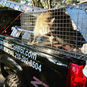 A raccoon in a live trap positioned behind a service truck, indicating a successful wildlife removal by Texas Rodent Control in San Antonio, TX.