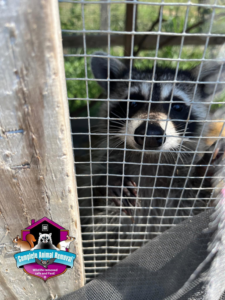 A raccoon safely captured in a trap by Complete Animal Removal USA in Louisville, KY.