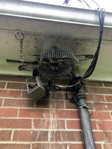 A raccoon caught in a live trap mounted on the exterior of a house, part of wildlife removal by ARC Animal Removal & Control in Cincinnati, OH.