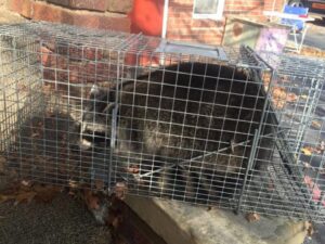 A raccoon captured in a live trap on a residential porch, handled by The Wildlife Professionals for wildlife control in Albany, NY.