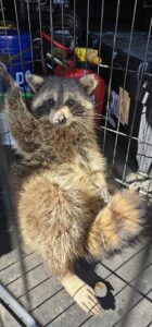 A captured raccoon inside a live trap, demonstrating wildlife control services by Pest Authority in Dover, DE.