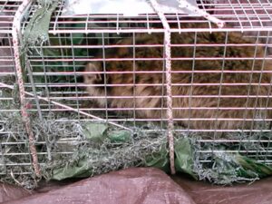 A raccoon captured in a live trap with nesting material by Kansas Wildlife Pros in Wichita, KS.