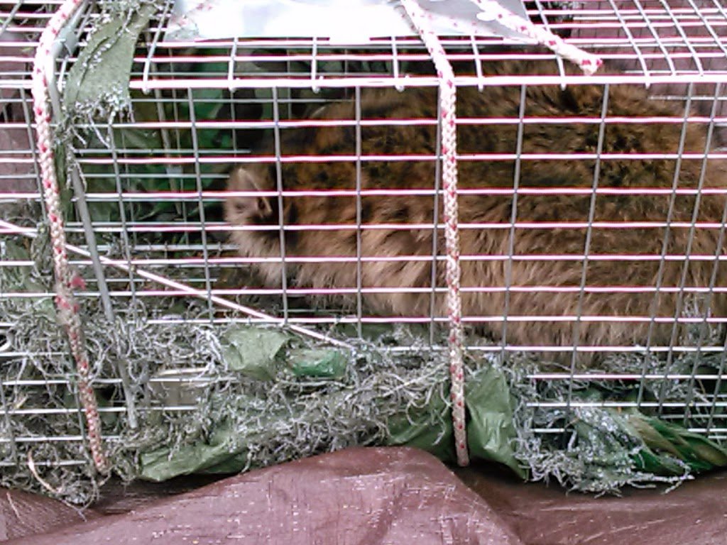 A raccoon captured in a live trap with nesting material by Kansas Wildlife Pros in Wichita, KS.