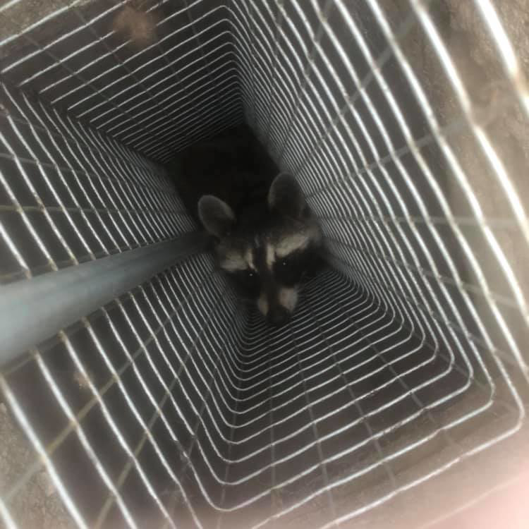 A raccoon peering out from inside a vent, indicating a wildlife control issue for National Wildlife Control in Lansing, MI.