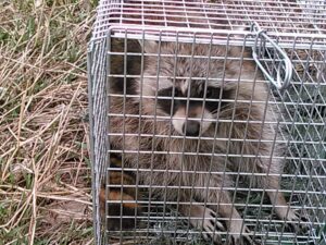 A raccoon captured in a wire trap by Kansas Wildlife Pros, providing wildlife control in Wichita, KS.