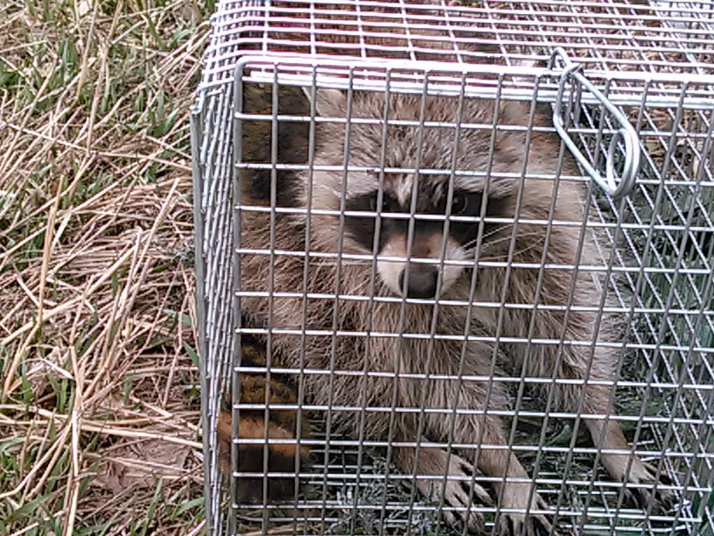 A raccoon captured in a wire trap by Kansas Wildlife Pros, providing wildlife control in Wichita, KS.