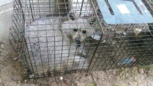 A raccoon safely captured in a live trap on the ground by K.P. Wildlife Control and Repairs LLC in Annapolis, MD.