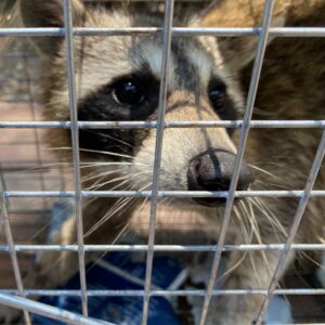A raccoon safely captured in a live trap, demonstrating wildlife removal services by Dallas Fort Worth Wildlife Control in Hurst, TX.