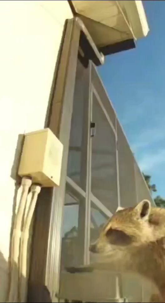 A raccoon attempting to access a screened enclosure, captured by a security camera, indicating a wildlife issue for The Wildlife Whisperer Inc in Cape Coral, FL