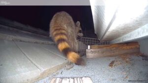 A raccoon approaching a trap on a roof at night, captured by a security camera, showing wildlife control efforts by The Wildlife Whisperer Inc in Cape Coral, FL