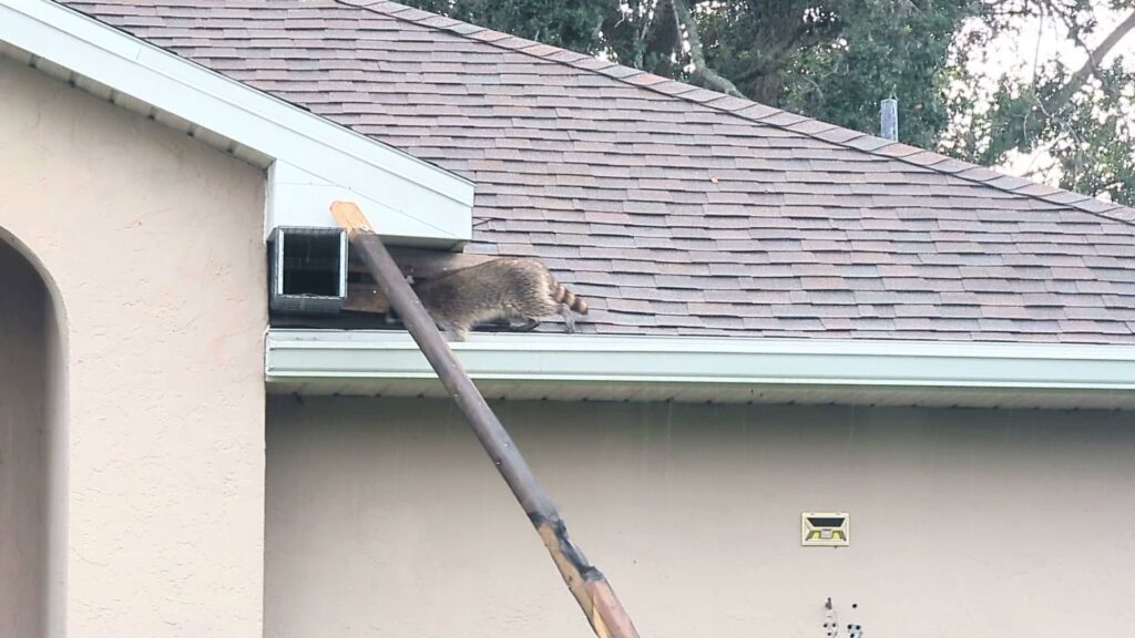 A raccoon on a residential roof near a vent, with a ladder and a trap, indicating wildlife control work by The Wildlife Whisperer Inc in Cape Coral, FL