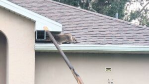 A raccoon on a residential roof near a vent, with a ladder and a trap, indicating wildlife control work by The Wildlife Whisperer Inc in Cape Coral, FL