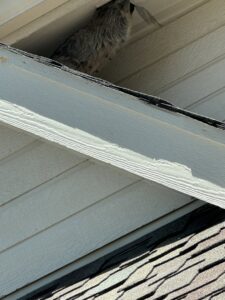 A raccoon peeking out from an opening under the eaves of a house, showing a wildlife removal scenario for Quality Pest Control, Inc. in Pittsburg, KS