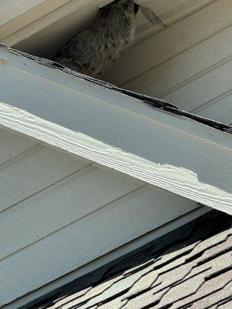 A raccoon peeking out from an opening under the eaves of a house, showing a wildlife removal scenario for Quality Pest Control, Inc. in Pittsburg, KS