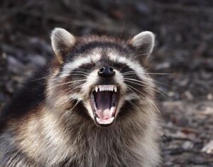 A raccoon with its mouth open, showing teeth, indicating wildlife removal services from Bohmz Pest Services in Janesville, WI.