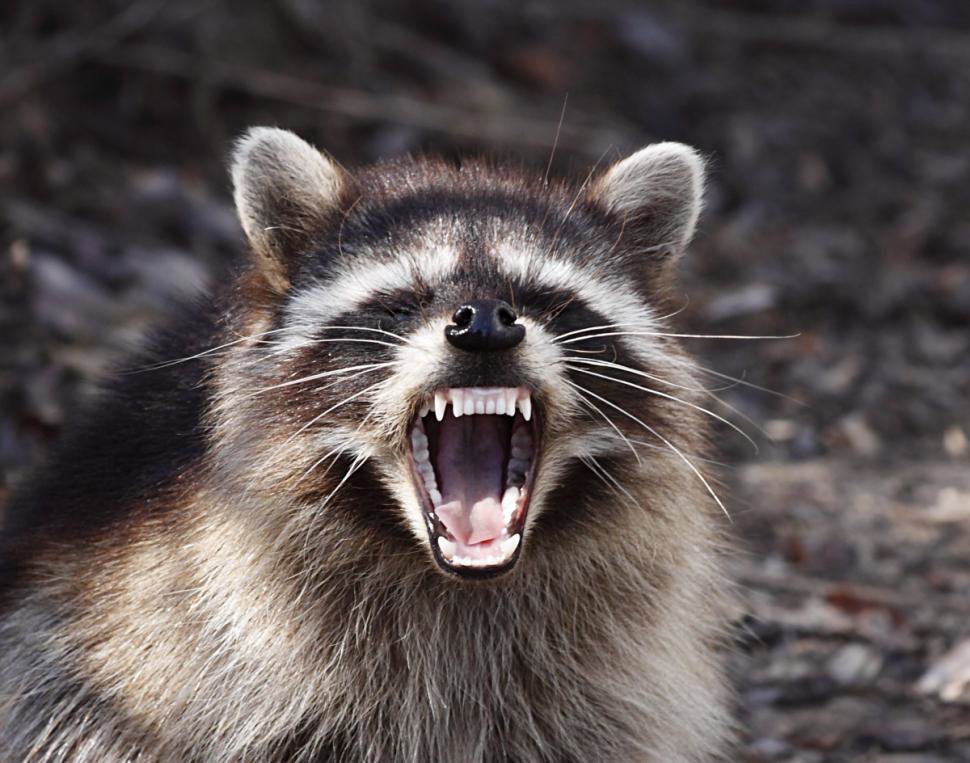 A raccoon with its mouth open, showing teeth, indicating wildlife removal services from Bohmz Pest Services in Janesville, WI.
