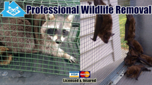 A raccoon in a trap and bats on an exclusion device by Wildlife Removal Pro Utica, NY, for wildlife control.