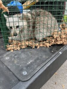 A raccoon-like animal safely trapped in a cage, demonstrating wildlife control services by Kaizen Pest Management in Austin, TX.