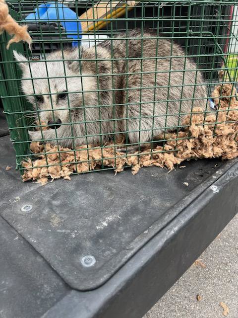 A raccoon-like animal safely trapped in a cage, demonstrating wildlife control services by Kaizen Pest Management in Austin, TX.