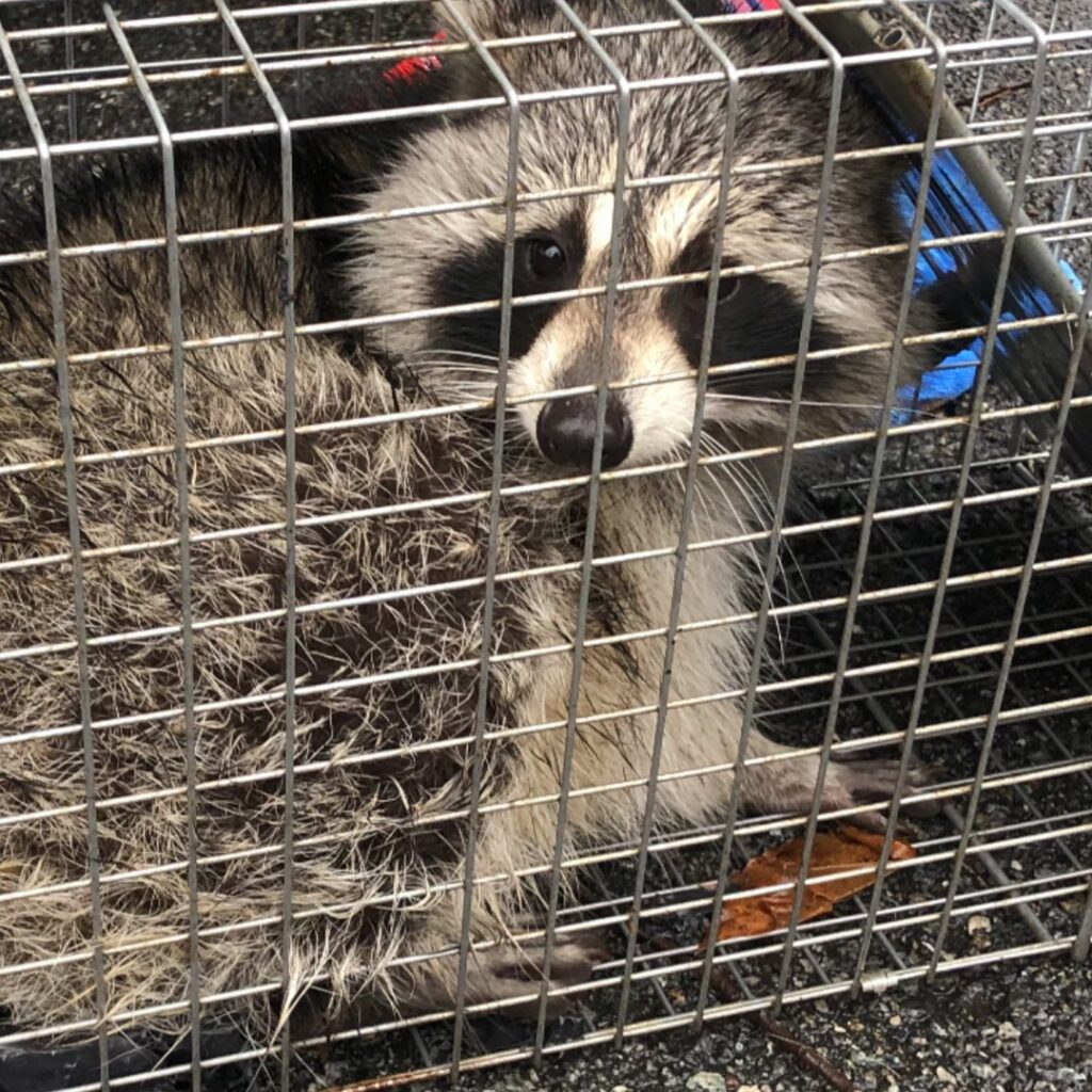 A raccoon safely trapped inside a metal cage during a wildlife control job by Pest by MD in Jersey City, NJ.