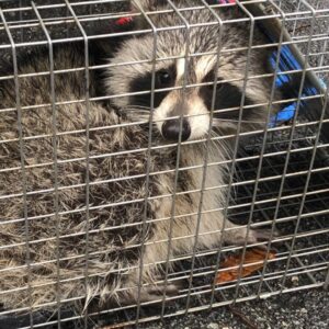 A raccoon safely trapped inside a metal cage during a wildlife control job by Pest by MD in Jersey City, NJ.