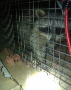 A raccoon safely trapped in a cage, demonstrating wildlife control services by Premier Pest Management in Yonkers, NY.