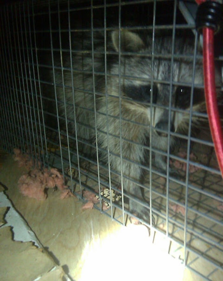 A raccoon safely trapped in a cage, demonstrating wildlife control services by Premier Pest Management in Yonkers, NY.
