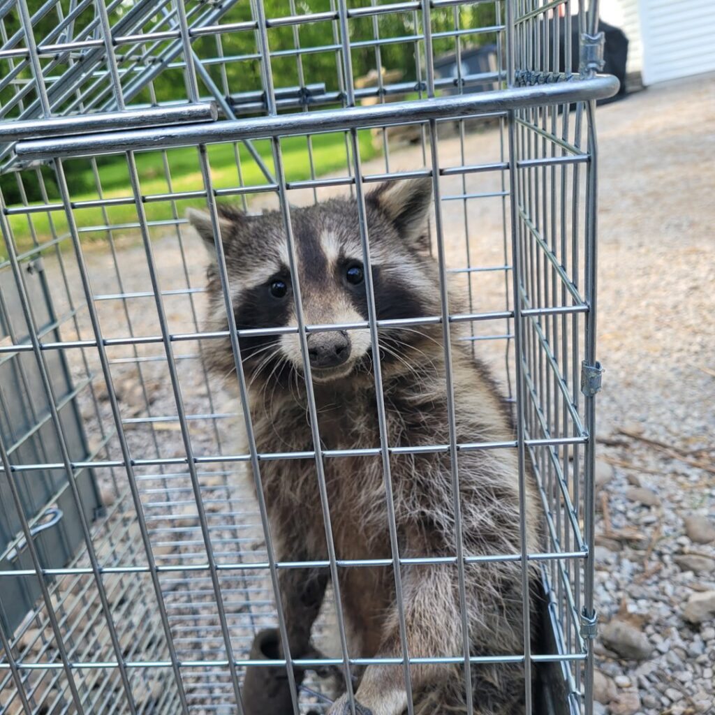 A raccoon safely contained within a live trap, ready for removal by JB Wildlife & pest removal in Northfield, OH.