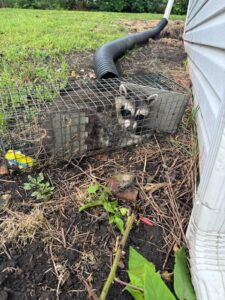 A raccoon safely trapped near a residential house as part of wildlife control services by PestGoat, llc. in Fort Ashby, WV.