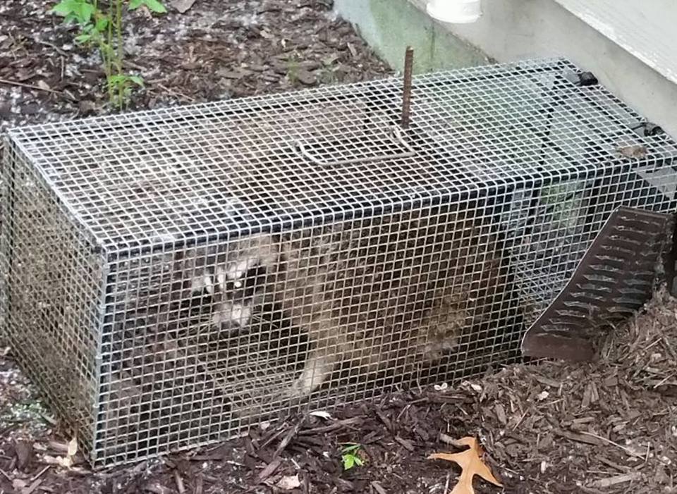 A raccoon captured in a live trap next to a residential building, handled by The Wildlife Professionals for wildlife control in Albany, NY.