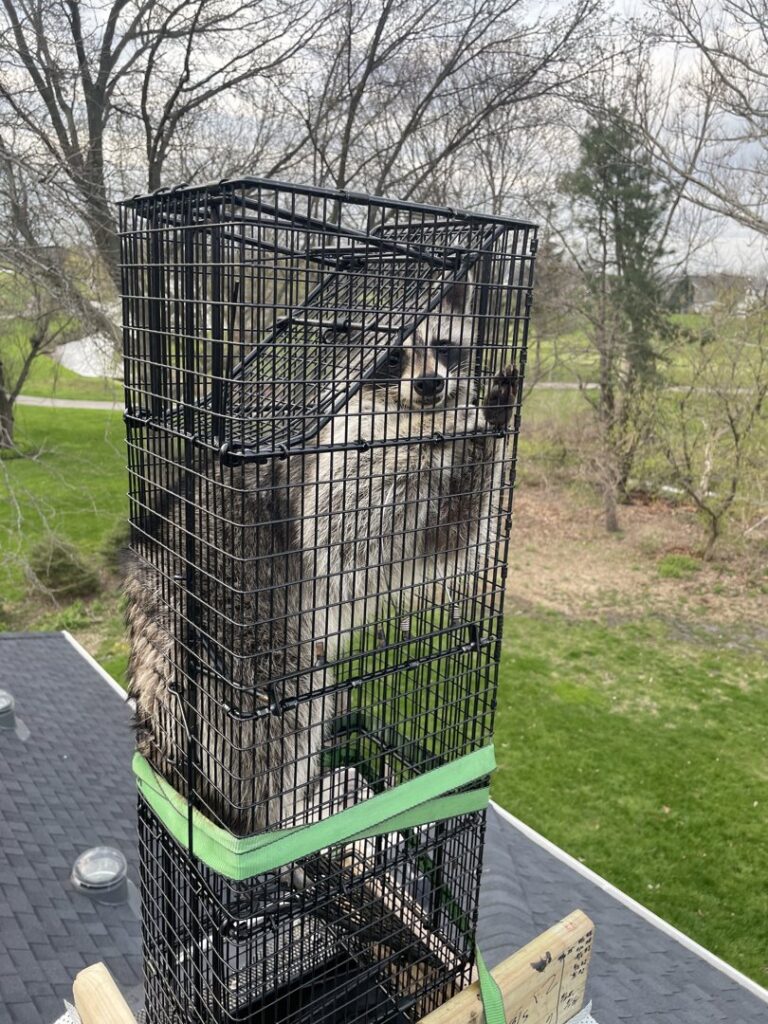 A raccoon safely trapped in a cage on a chimney by D&K Pest Control and Wildlife Removal, LLC in Woodridge, IL