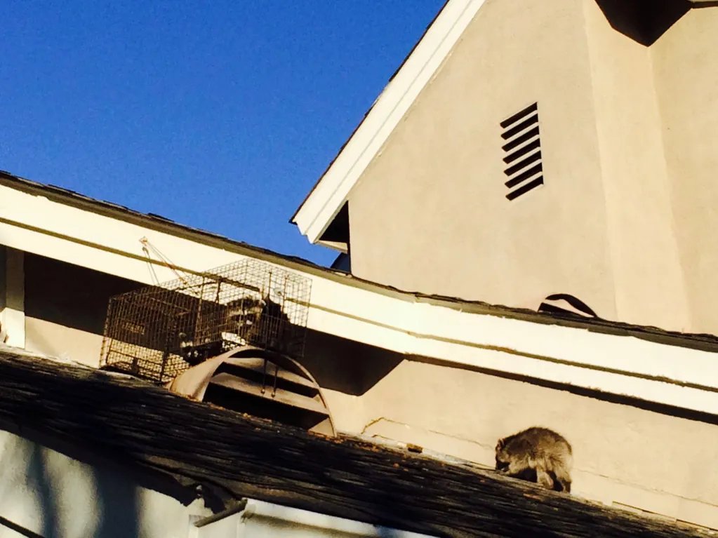 A raccoon trapped on a roof with another raccoon nearby by Animal Boy Trapping Services LLC in Long Beach, CA.