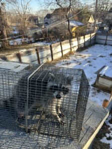 A raccoon captured in a trap on a rooftop by AAAC Wildlife Removal of Kansas City in Overland Park, KS.