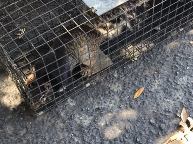 A raccoon captured in a cage trap, demonstrating a successful wildlife trapping service by Good Riddance Rodents in North Austin, TX.