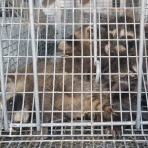 Two raccoons safely caught in a live trap by Biotech Pest Management for wildlife removal in Summerville, SC.