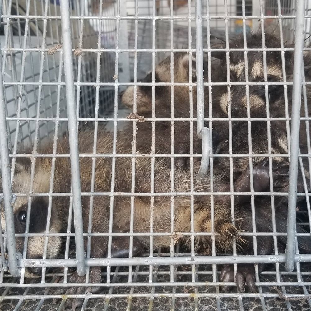 Two raccoons safely caught in a live trap by Biotech Pest Management for wildlife removal in Summerville, SC.