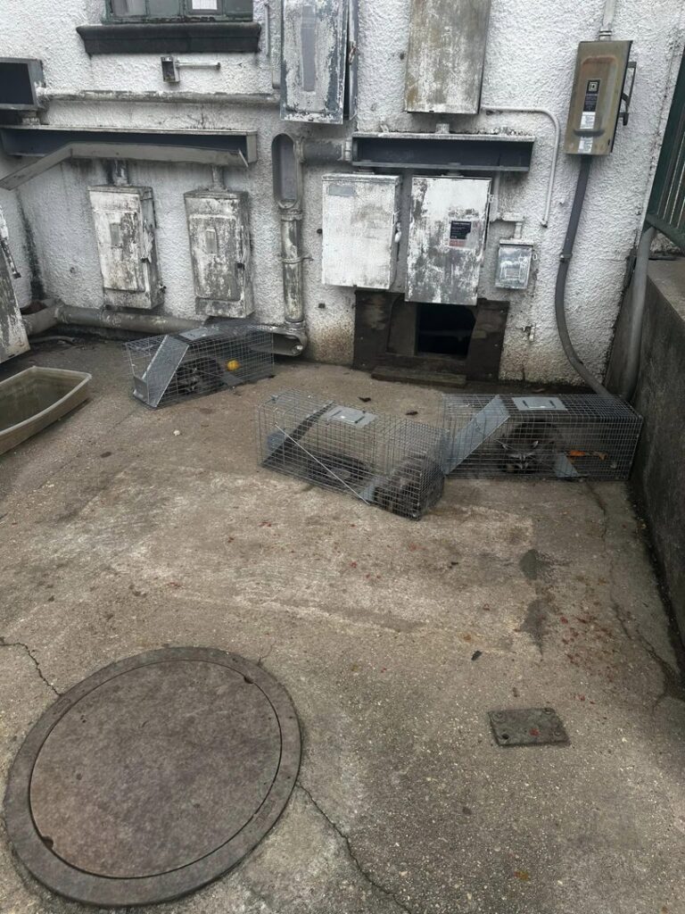 Multiple raccoons caught in live traps during a wildlife removal service by JPC Exterminating, LLC in New Orleans, LA.