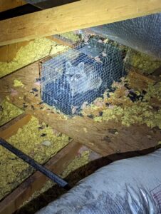 Multiple raccoons caught in a large trap within an attic, demonstrating wildlife removal by Direct Pest Solutions Of Georgia, LLC in McDonough, GA.