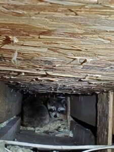 Two raccoons found hiding in a dark attic space, requiring wildlife removal by Evictus Wildlife Solutions in South Bend, IN.