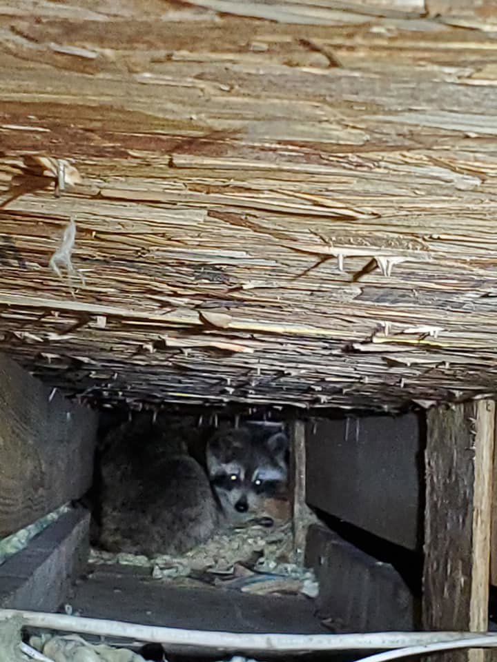 Two raccoons found hiding in a dark attic space, requiring wildlife removal by Evictus Wildlife Solutions in South Bend, IN.