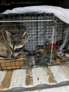 An adult raccoon and a baby raccoon caught in a live trap by Defender Wildlife & Pest Control in Rogers, AR.