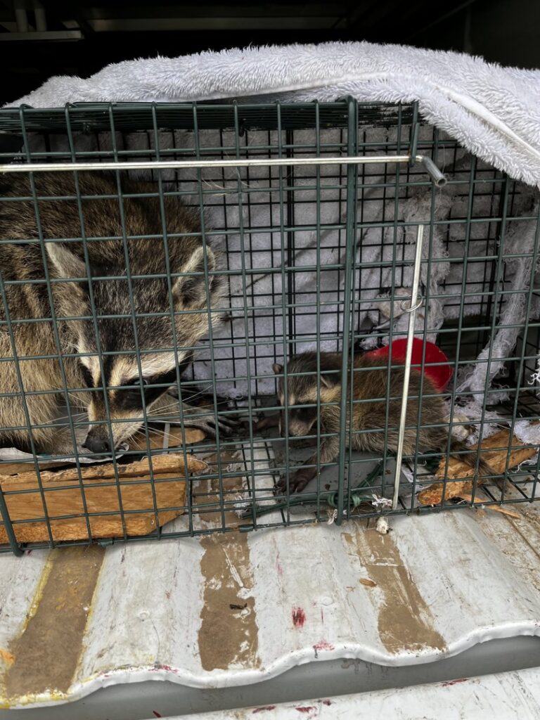 An adult raccoon and a baby raccoon caught in a live trap by Defender Wildlife & Pest Control in Rogers, AR.
