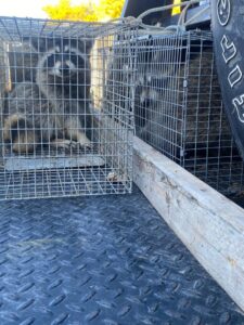 Two raccoons captured in live traps on the back of a truck, demonstrating wildlife removal by No Moore Pests in Pueblo, CO.