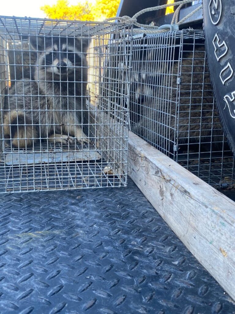 Two raccoons captured in live traps on the back of a truck, demonstrating wildlife removal by No Moore Pests in Pueblo, CO.