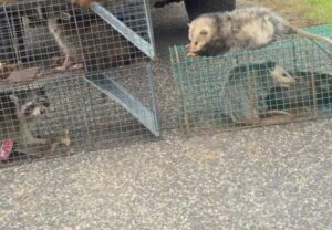 Multiple raccoons and opossums captured in various traps by Macon Wildlife Removal Pro in Macon, GA.