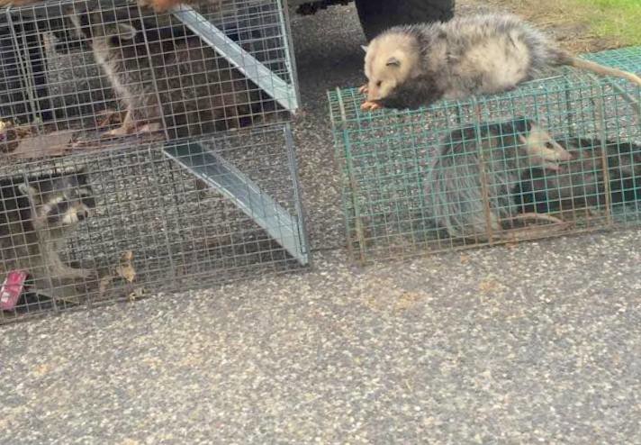 Multiple raccoons and opossums captured in various traps by Macon Wildlife Removal Pro in Macon, GA.